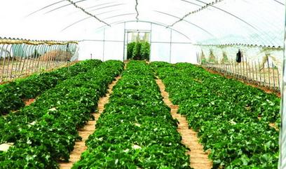 p>大棚蔬菜种植技术是一种比较常见的技术,它具有较好的保温性能,它