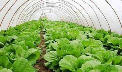 农业大棚蔬菜栽培技术分析,有哪些要点和注意事项?_种植