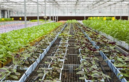 温室大棚蔬菜种植哪种好